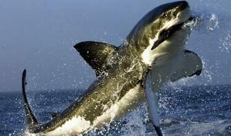 Image Of Bull Sharks On Animal Picture Society
