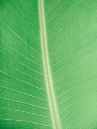 Banana Leaf Background Wallpaper