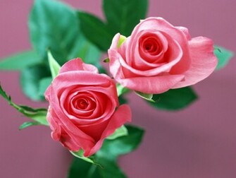 Rose Flowers Wallpaper Desktop