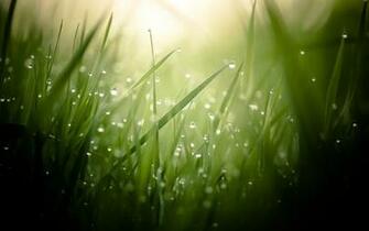 Morning Dew On A Green Grass Wallpaper And Image