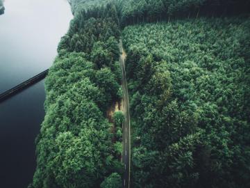 Trees Aerial Forest Road Wallpaper HD Desktop And