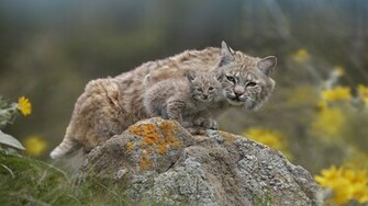 Animal Lynx Wallpaper