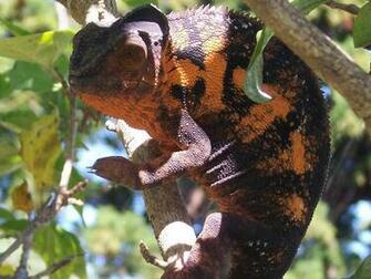 Animal Panther Chameleon Wallpaper