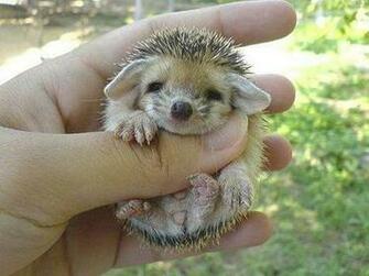 Hedgehog High Resolution Wallpaper Cute Baby
