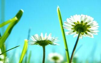 HD Wallpaper Full Flower