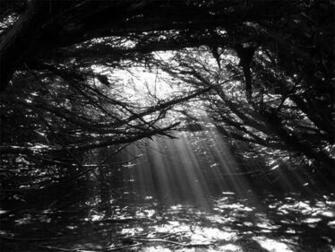 Black And White Woods By Silent Broken Wish