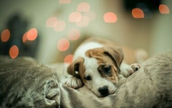 This One Is Like The Perfect Example Of A Cute Dog Wallpaper