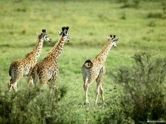 Ig Christmas Wallpaper Giraffe Tree Htm