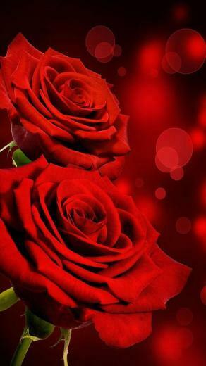 Rose Live Wallpaper Android Apps And Tests Androidpit