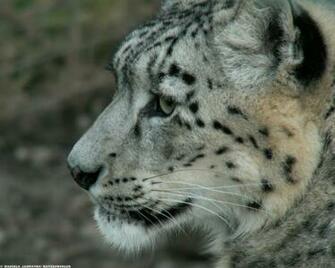 Snow Leopard Wallpaper