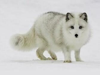 Wallpaper Arctic Fox