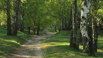 Trees Wallpaper Forest Full HD