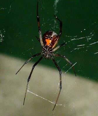 Black Widow Spider Pictures Wallpaper Of