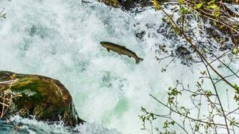 Salmon Fish River Waterfall F Wallpaper Background