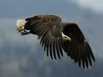 Birds Wallpaper Beautiful