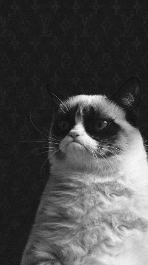 Funny Grumpy Cat HD Wallpaper iPhone Plus Wallpapermobile Net