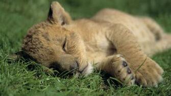 Lions Full HD Wallpaper 1080p Desktop Background