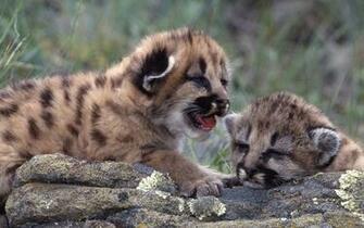 Share To Labels Lions And Tigers