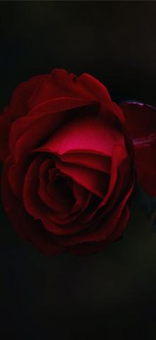 Red Rose Flower iPhone Wallpaper