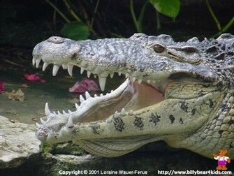 Crocodile Desktop Wallpaper Billybear4kids