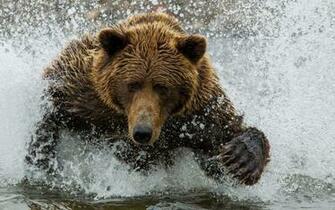 Grizzly Bear Wallpaper Image Photos Pictures Background