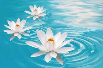 Lotus Flower HD Wallpaper High Definition iPhone