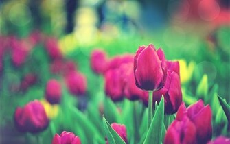 Tulips Garden Wallpaper HD