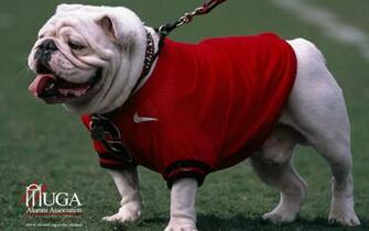Uga Bulldog Go Dawgs Wallpaper HD
