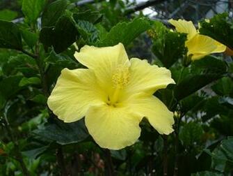 Tropical Flowers Wallpaper