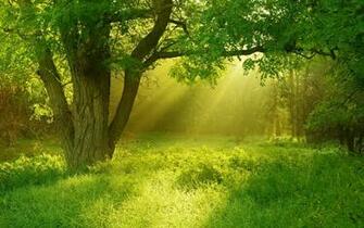 Forest Tree Landscape Nature Wallpaper