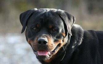 Rottweiler Wallpaper HD Dogs