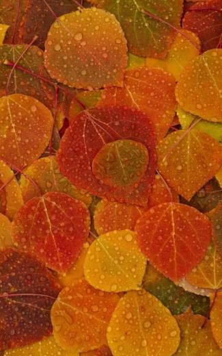 Seasons Leaves Fall And Wallpaper Background