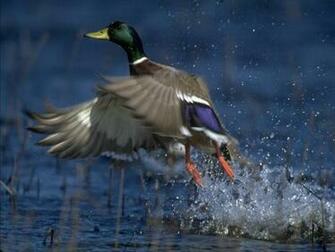 Duck Bird Full HD Spicy Wallpaper New Image