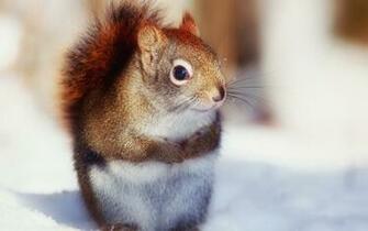 Cute Nice Squirrel Wallpaper HD
