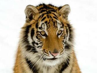 Url Mobile Wallpaper Feedio Net Baby Tiger Desktop