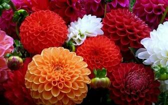 Colorful Flower Wallpaper Net