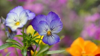 Pansies Wallpaper