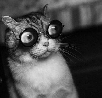 Derpy Cats Mlkshk