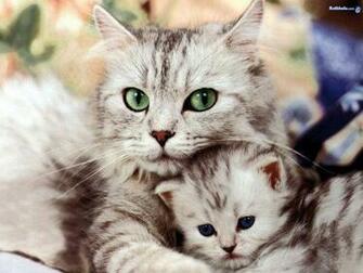 Riz Labels Animal Wallpaper Animals Cat HD Cute Cats