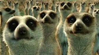 Meerkat Wallpaper HD