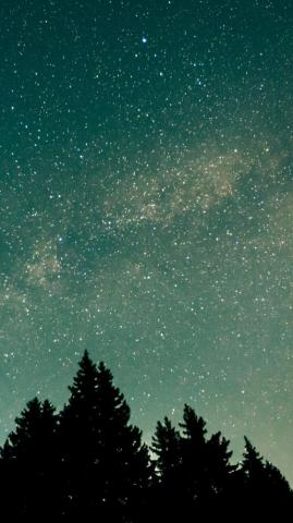 Trees Starry Sky Stars Space Wallpaper