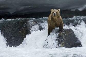 Brown Bear Wallpaper