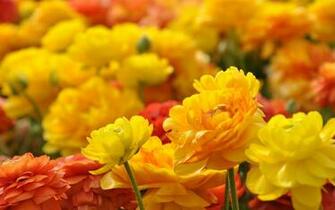 Ultra HD Wallpaper Flower 4k Yellow Red Flowers