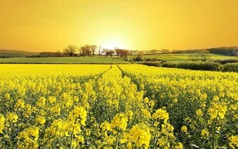 Beautiful Spring Flower Wallpaper