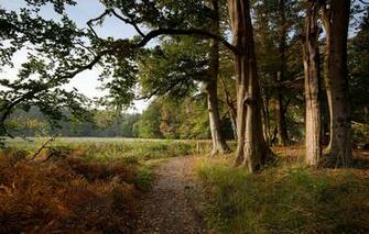 Wallpaper Autumn Forest Grass Trees Fog Glade Netherlands