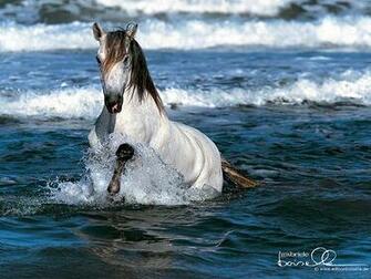 White Horse Running On Beach Wallpaper 2010d By Sadqen Kamran
