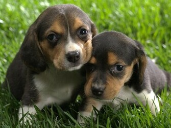 Tags Dogs Pics Puppy
