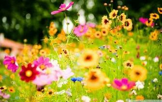 Summer Flowers Wallpaper And Make This For