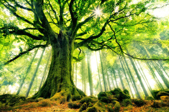 Tree Background Wallpaper