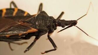 Hidden Threat The Kissing Bug And Chagas Disease Fort Worth